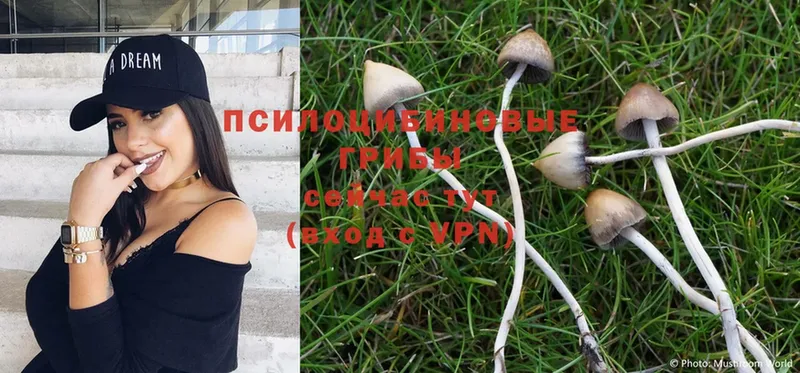 цены   KRAKEN онион  Псилоцибиновые грибы MAGIC MUSHROOMS  Нижнекамск 